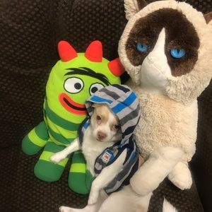 Meet your Posher, Angel